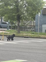 Found/Stray Unknown Dog last seen W Mill Plain and W 20th, Vancouver, WA 98660