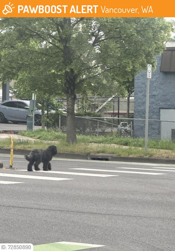 Found/Stray Unknown Dog last seen W Mill Plain and W 20th, Vancouver, WA 98660