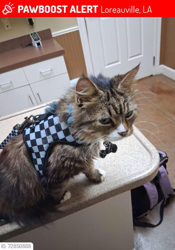 Lost Male Cat last seen Down Lake Dauterive rd around the second melding shop, Loreauville, LA 70552