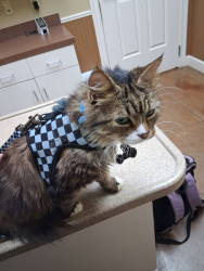 Lost Male Cat last seen Down Lake Dauterive rd around the second melding shop, Loreauville, LA 70552