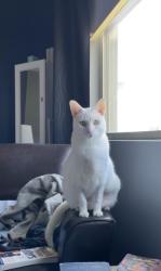 Lost Male Cat last seen Eckerson Way Sanford Fl , Sanford, FL 32771