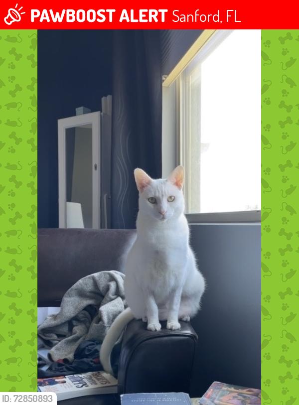 Lost Male Cat last seen Eckerson Way Sanford Fl , Sanford, FL 32771