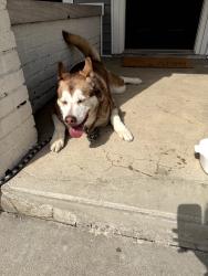 Found/Stray Female Dog last seen state street, Indianapolis, IN 46201