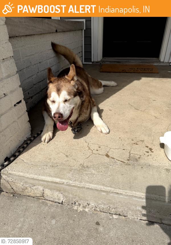 Found/Stray Female Dog last seen state street, Indianapolis, IN 46201