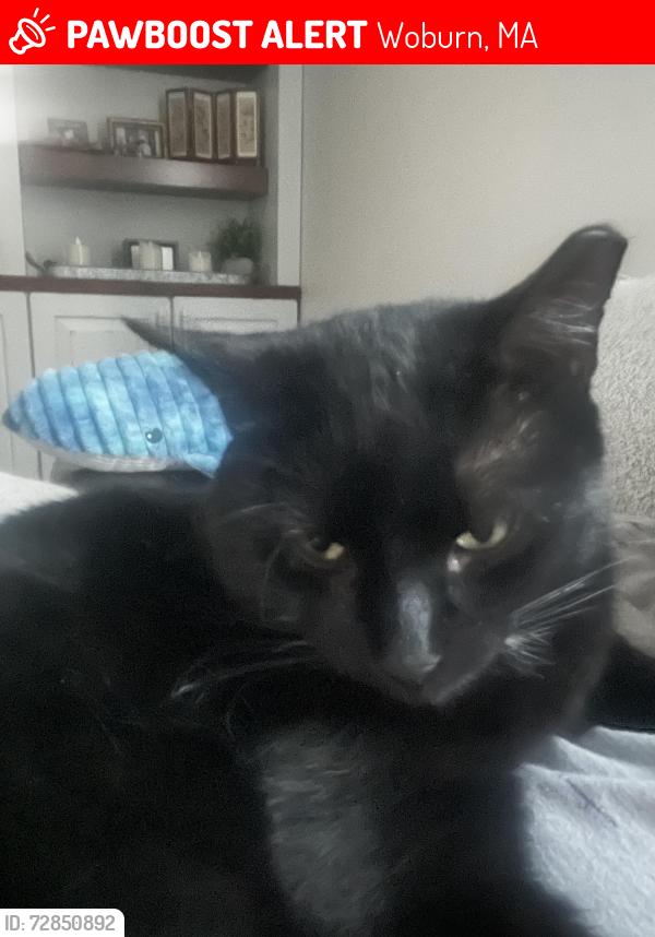 Lost Male Cat last seen Forest Park Rd and Brentwood Rd, Woburn, MA 01801