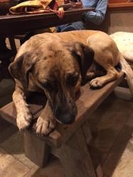Lost Female Dog last seen red winery and pine flt road, Sonoma County, CA 95448