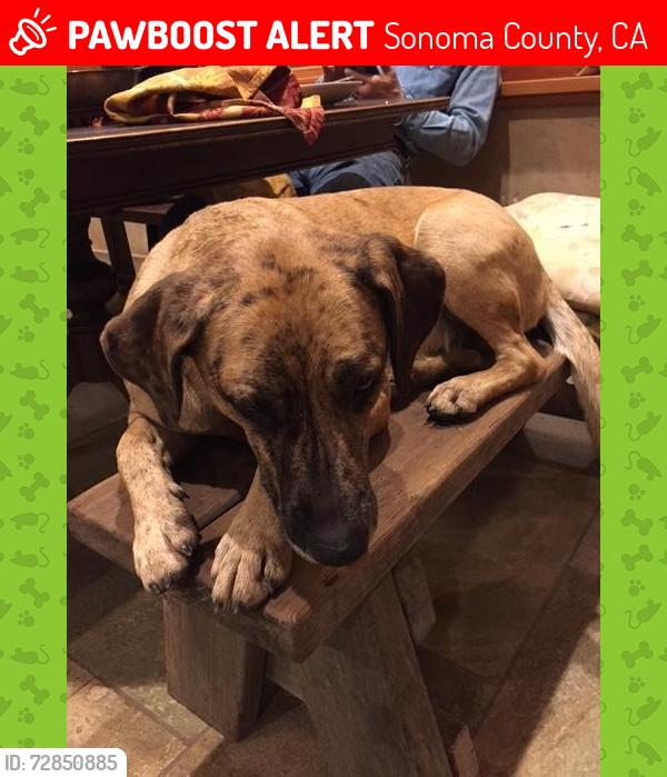 Lost Female Dog last seen red winery and pine flt road, Sonoma County, CA 95448