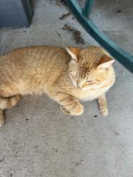 Found/Stray Male Cat last seen Community of  Otranto , Hanahan, SC 29410