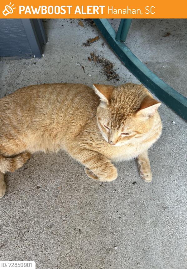 Found/Stray Male Cat last seen Community of  Otranto , Hanahan, SC 29410