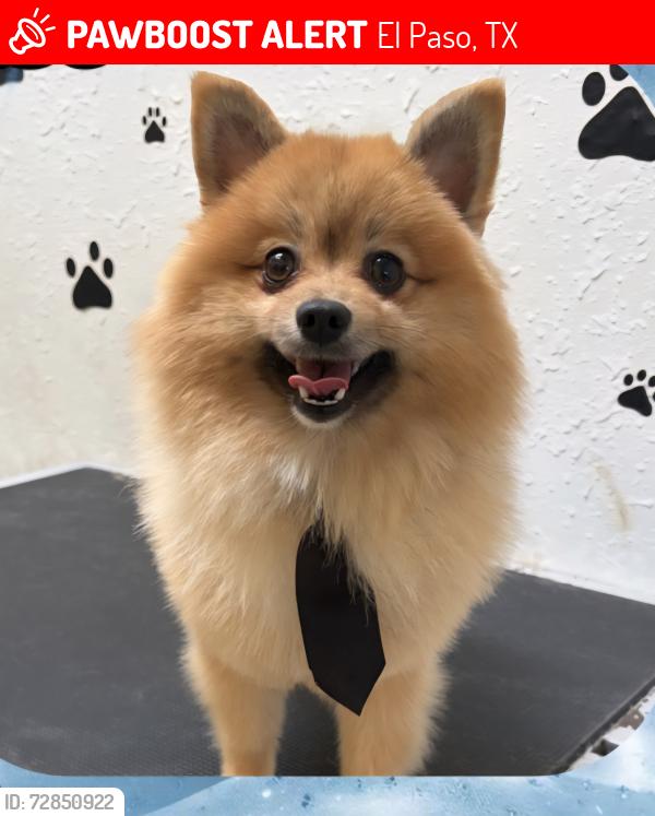 Lost Male Dog last seen Krag , El Paso, TX 79938