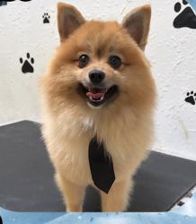 Lost Male Dog last seen Krag , El Paso, TX 79938