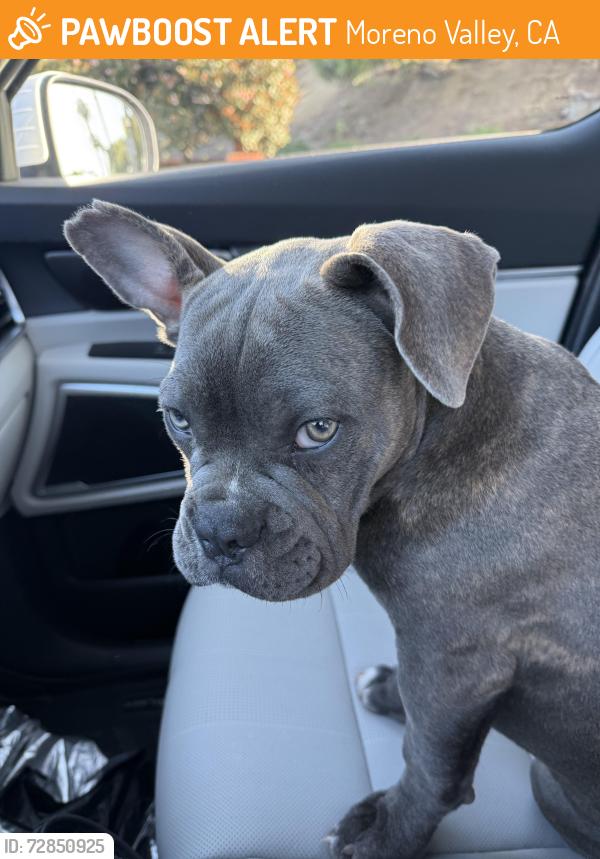 Found/Stray Male Dog last seen Dracaea and Heacock, Moreno Valley, CA 92551