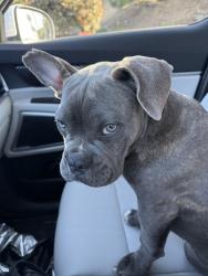 Found/Stray Male Dog last seen Dracaea and Heacock, Moreno Valley, CA 92551
