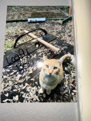 Lost Male Cat last seen Ashlan frontage rd. /corner of Cedar, Fresno, CA 93726