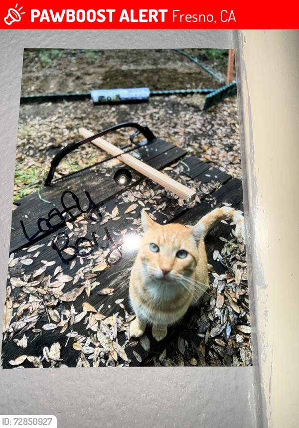 Lost Male Cat last seen Ashlan frontage rd. /corner of Cedar, Fresno, CA 93726