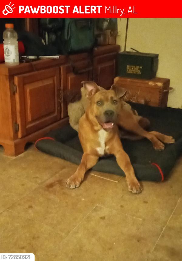 Lost Male Dog last seen Near Beasley Rd and RL Odom road, Millry, AL 36558