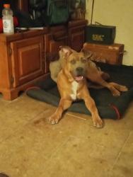 Lost Male Dog last seen Near Beasley Rd and RL Odom road, Millry, AL 36558