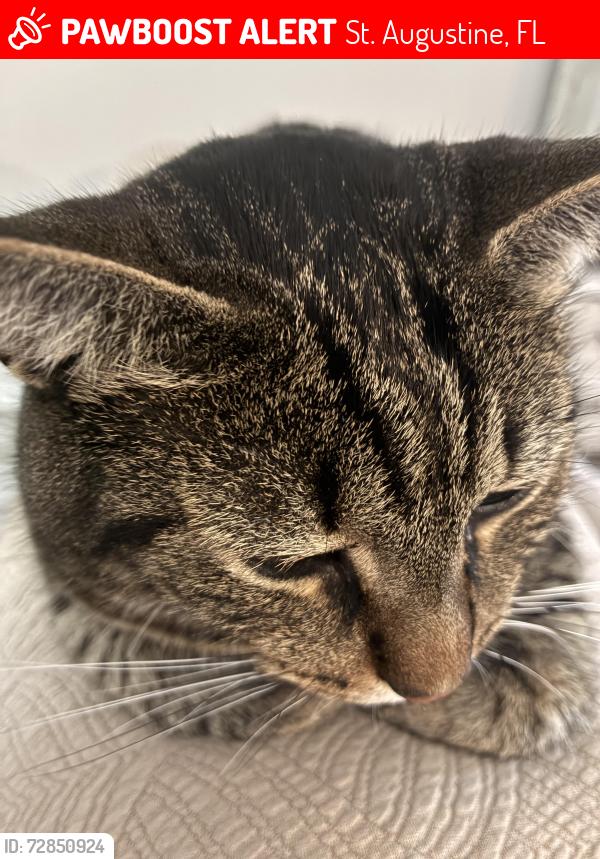 Lost Male Cat last seen Near Windermere way, St. Augustine, FL 32095