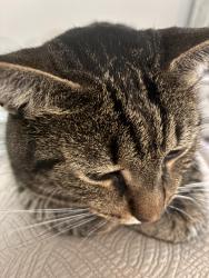 Lost Male Cat last seen Near Windermere way, St. Augustine, FL 32095