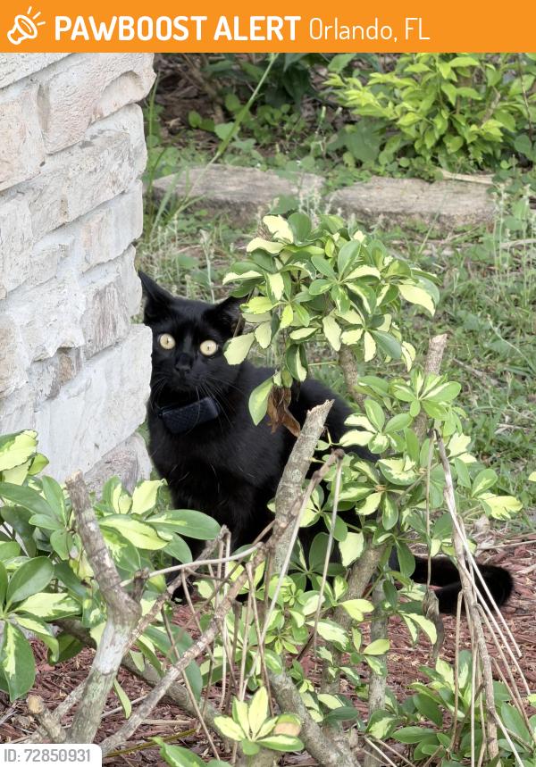 Found/Stray Unknown Cat last seen Amaryllis, Orlando, FL 32825