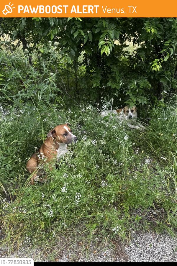 Found/Stray Male Dog last seen Jones rd , Venus, TX 76084