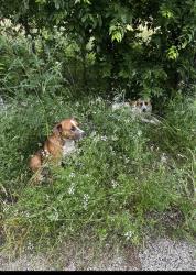 Found/Stray Male Dog last seen Jones rd , Venus, TX 76084