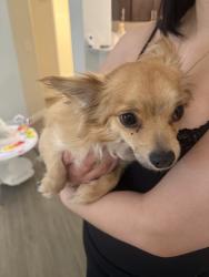 Found/Stray Unknown Dog last seen inside apmt complex, Las Vegas, NV 89147