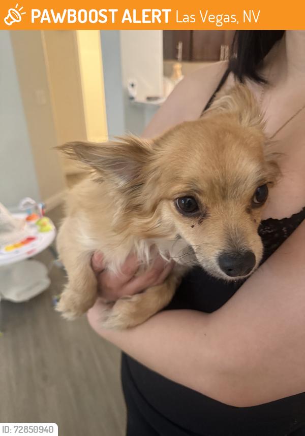 Found/Stray Unknown Dog last seen inside apmt complex, Las Vegas, NV 89147
