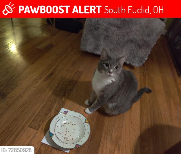 Lost Male Cat last seen Winston rd, South Euclid, OH 44121