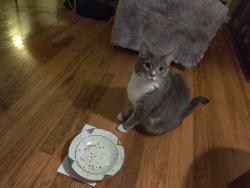 Lost Male Cat last seen Winston rd, South Euclid, OH 44121