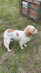 Found/Stray Male Dog last seen Realius Ln, Tangipahoa Parish, LA 70456