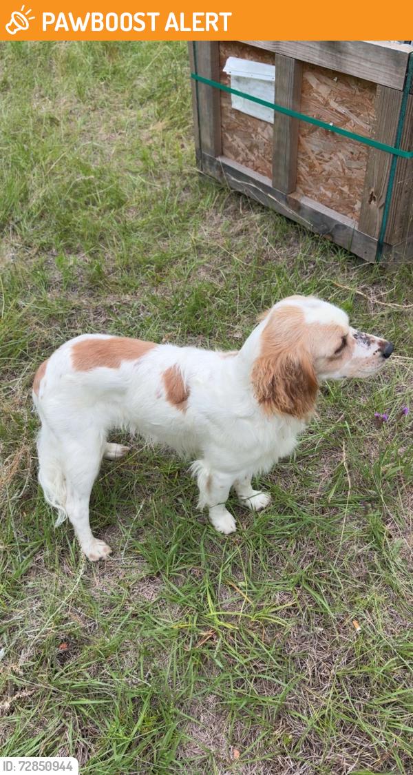 Found/Stray Male Dog last seen Realius Ln, Tangipahoa Parish, LA 70456