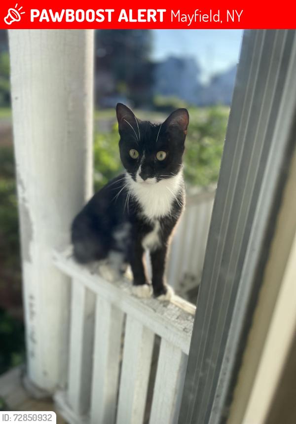 Lost Male Cat last seen West Main & Rural Street, Mayfield, NY 12117