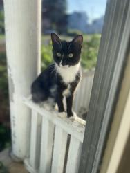 Lost Male Cat last seen West Main & Rural Street, Mayfield, NY 12117
