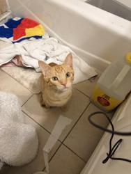 Found/Stray Male Cat last seen Asbury & Fairfax, Denver, CO 80222