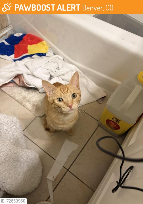 Found/Stray Male Cat last seen Asbury & Fairfax, Denver, CO 80222