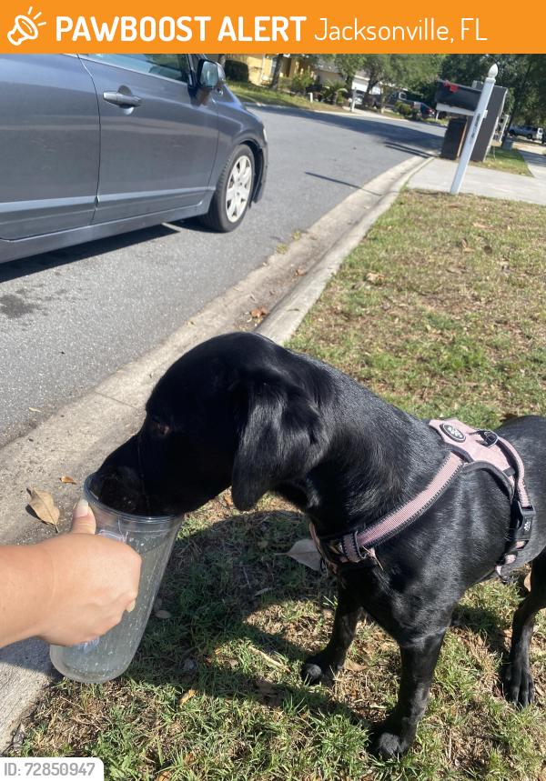 Found/Stray Female Dog last seen Crestwick dr. W. , Jacksonville, FL 32218