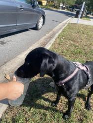 Found/Stray Female Dog last seen Crestwick dr. W. , Jacksonville, FL 32218