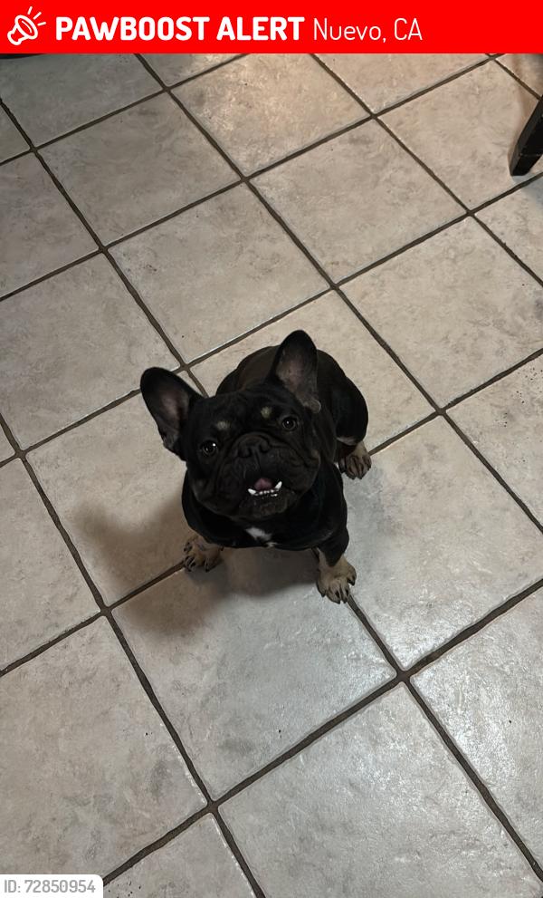 Lost Male Dog last seen Nuevo rd, Nuevo, CA 92567
