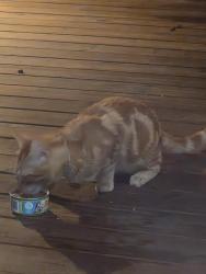 Found/Stray Unknown Cat last seen Villages of Wellington, Little Rock, AR 72211