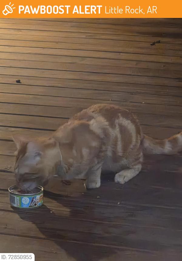 Found/Stray Unknown Cat last seen Villages of Wellington, Little Rock, AR 72211