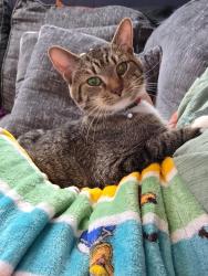 Lost Male Cat last seen Near the elementary school on Kingston , Grove City, OH 43123