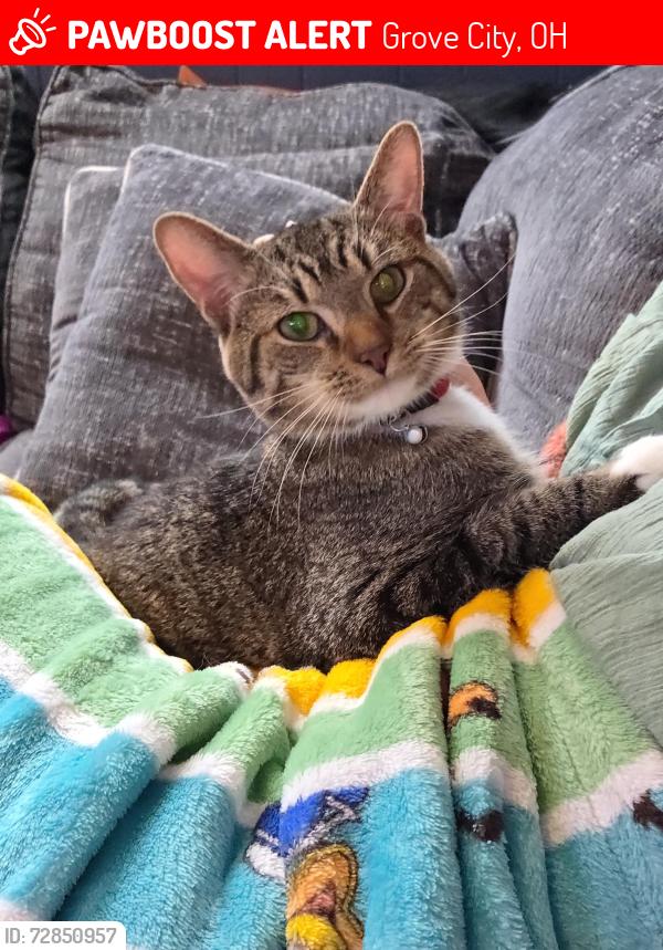 Lost Male Cat last seen Near the elementary school on Kingston , Grove City, OH 43123