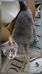 Found/Stray Male Cat last seen Near Intersection of CR 49 & CR 252, Wellborn, FL 32094