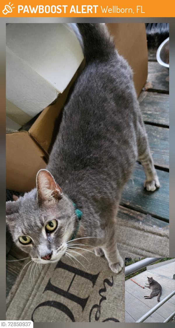 Found/Stray Male Cat last seen Near Intersection of CR 49 & CR 252, Wellborn, FL 32094