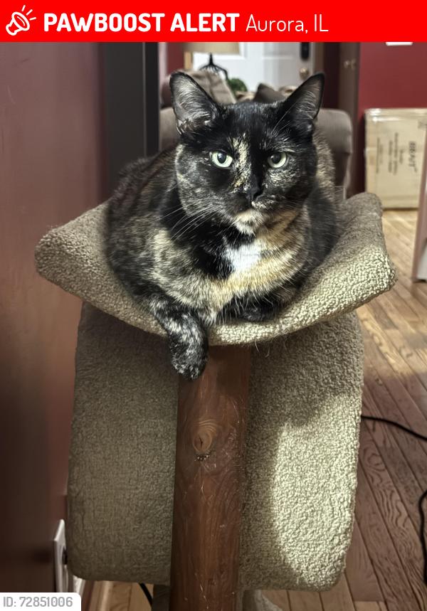 Lost Male Cat last seen water fill , Aurora, IL 60504