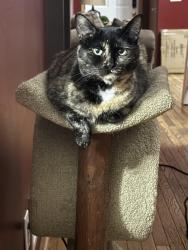 Lost Male Cat last seen water fill , Aurora, IL 60504