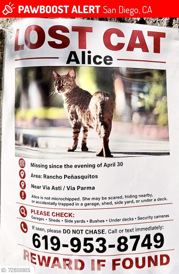 Lost Female Cat last seen Via Asti/Via Rimini , San Diego, CA 92129