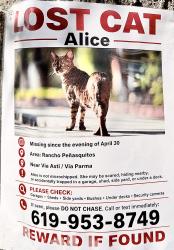 Lost Female Cat last seen Via Asti/Via Rimini , San Diego, CA 92129
