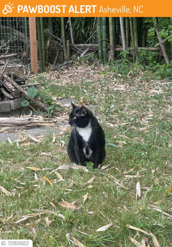 Found/Stray Unknown Cat last seen On state st before short Michigan closest to China taste, Asheville, NC 28806